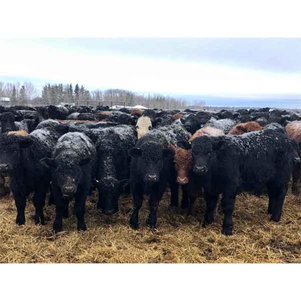 Maverick Livestock - 560# Steers - 110 Head (Hines Creek, AB)
