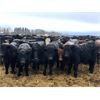 Image 1 : Maverick Livestock - 560# Steers - 110 Head (Hines Creek, AB)