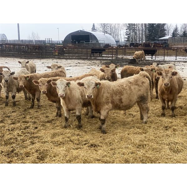 Midpoint Farms - 1025# Steers - 120 Head (Drayton Valley, AB)