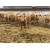 Image 2 : Midpoint Farms - 1025# Steers - 120 Head (Drayton Valley, AB)