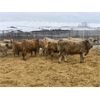 Image 3 : Midpoint Farms - 1025# Steers - 120 Head (Drayton Valley, AB)