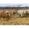 Image 5 : Midpoint Farms - 1025# Steers - 120 Head (Drayton Valley, AB)