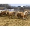 Image 6 : Midpoint Farms - 1025# Steers - 120 Head (Drayton Valley, AB)