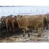 Image 4 : Midpoint Farms - 1000# Heifers - 180 Head (Drayton Valley, AB)