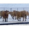 Image 5 : Midpoint Farms - 1000# Heifers - 180 Head (Drayton Valley, AB)