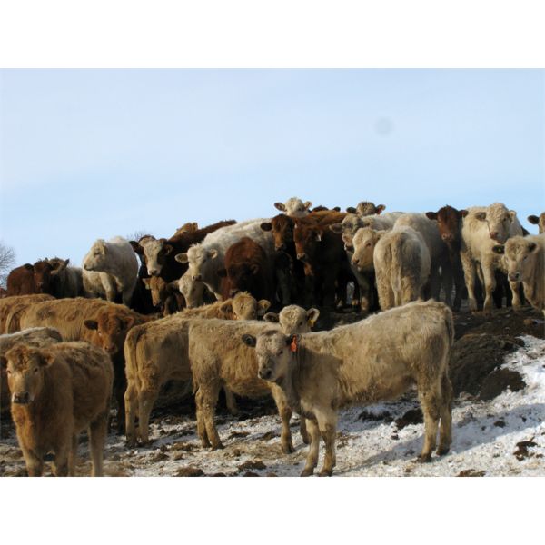 Turtleview Livestock - 1000# Heifers - 360 Head (Goodlands, MB)