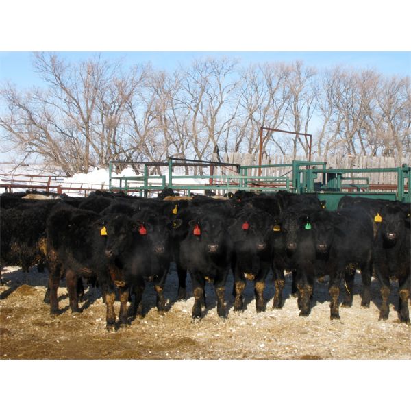 Wade Fewings - 800# Steers - 75 Head (Pierson, MB)