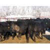 Image 7 : Wade Fewings - 800# Steers - 75 Head (Pierson, MB)