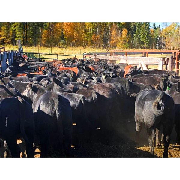 M & M Schmid - 970# Steers - 125 Head (Athabasca, AB)