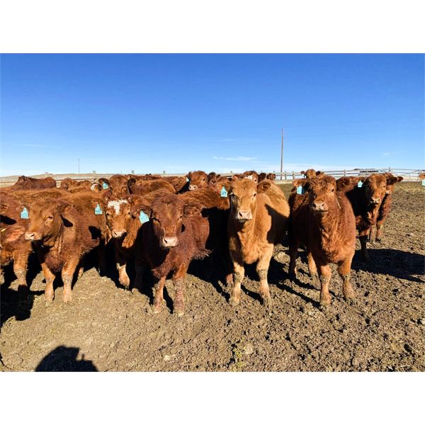 Tom & Dee Riehs - 741# Heifers - 81 Head (High River, AB)