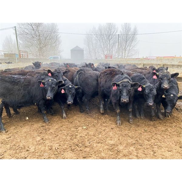 9 Bar Ranch - 790# Steers - 123 Head (Taber, AB)