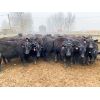 Image 1 : 9 Bar Ranch - 790# Steers - 123 Head (Taber, AB)