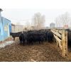 Image 4 : 9 Bar Ranch - 790# Steers - 123 Head (Taber, AB)