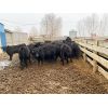 Image 5 : 9 Bar Ranch - 790# Steers - 123 Head (Taber, AB)