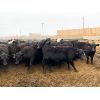 Image 6 : 9 Bar Ranch - 790# Steers - 123 Head (Taber, AB)