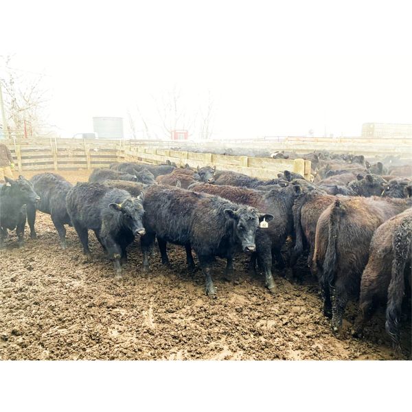 9 Bar Ranch - 780# Heifers - 123 Head (Taber, AB)