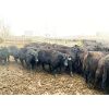 Image 1 : 9 Bar Ranch - 780# Heifers - 123 Head (Taber, AB)