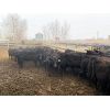 Image 2 : 9 Bar Ranch - 780# Heifers - 123 Head (Taber, AB)