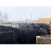 Image 3 : 9 Bar Ranch - 780# Heifers - 123 Head (Taber, AB)
