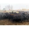 Image 4 : 9 Bar Ranch - 780# Heifers - 123 Head (Taber, AB)