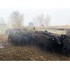 Image 5 : 9 Bar Ranch - 780# Heifers - 123 Head (Taber, AB)