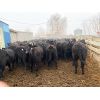 Image 6 : 9 Bar Ranch - 780# Heifers - 123 Head (Taber, AB)