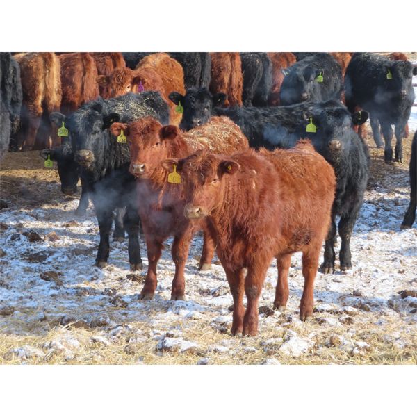 Dalton Bannow - 695# Heifers - 176 Head (Southey, SK)