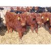 Image 2 : Dalton Bannow - 695# Heifers - 176 Head (Southey, SK)