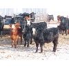 Image 3 : Dalton Bannow - 695# Heifers - 176 Head (Southey, SK)