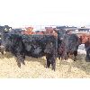 Image 6 : Dalton Bannow - 695# Heifers - 176 Head (Southey, SK)