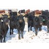 Image 8 : Dalton Bannow - 695# Heifers - 176 Head (Southey, SK)