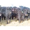 Image 9 : Dalton Bannow - 695# Heifers - 176 Head (Southey, SK)