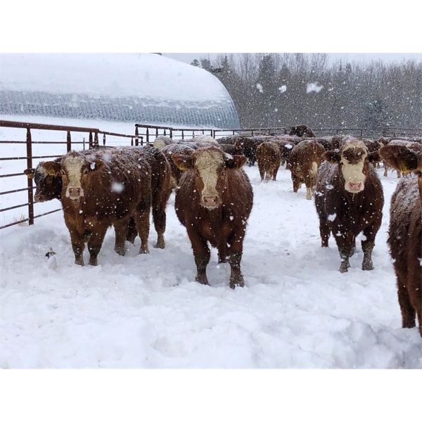 Splane Bros.  - 770# Steers - 140 Head (Ellscott, AB)