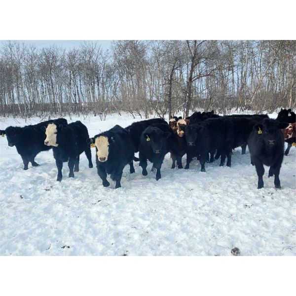 Old Shore Cattle Co. - 760# Steers - 35 Head (Langruth, MB)