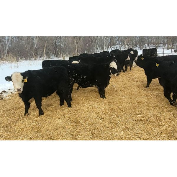 Old Shore Cattle Co. - 625# Heifers - 25 Head (Langruth, MB)