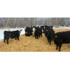 Image 2 : Old Shore Cattle Co. - 625# Heifers - 25 Head (Langruth, MB)