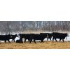 Image 3 : Old Shore Cattle Co. - 625# Heifers - 25 Head (Langruth, MB)