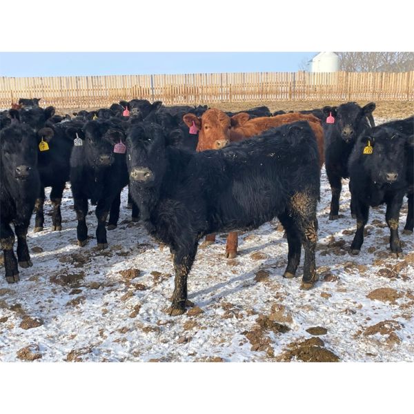 Isaacson Farms - 640# Heifers - 95 Head (Viscount, SK)