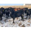 Image 1 : Isaacson Farms - 640# Heifers - 95 Head (Viscount, SK)