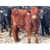 Image 3 : Isaacson Farms - 640# Heifers - 95 Head (Viscount, SK)