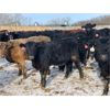 Image 4 : Isaacson Farms - 640# Heifers - 95 Head (Viscount, SK)