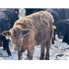 Image 6 : Isaacson Farms - 640# Heifers - 95 Head (Viscount, SK)