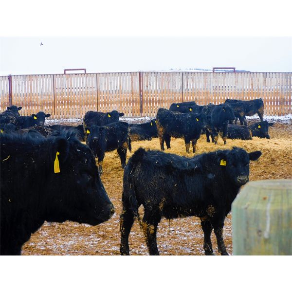 Al Kientz & Sons - 920# Steers - 180 Head (High River, AB)
