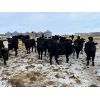 Image 5 : Darrell Goldsmith - 545# Heifers - 80 Head (Hoosier, SK)