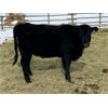 Image 6 : Darrell Goldsmith - 545# Heifers - 80 Head (Hoosier, SK)