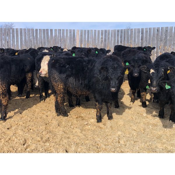 G & B Farms - 720# Steers - 85 Head (Deloraine, MB)