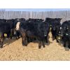 Image 1 : G & B Farms - 720# Steers - 85 Head (Deloraine, MB)