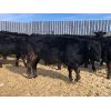 Image 4 : G & B Farms - 720# Steers - 85 Head (Deloraine, MB)