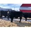 Image 5 : G & B Farms - 720# Steers - 85 Head (Deloraine, MB)