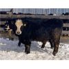 Image 6 : G & B Farms - 720# Steers - 85 Head (Deloraine, MB)